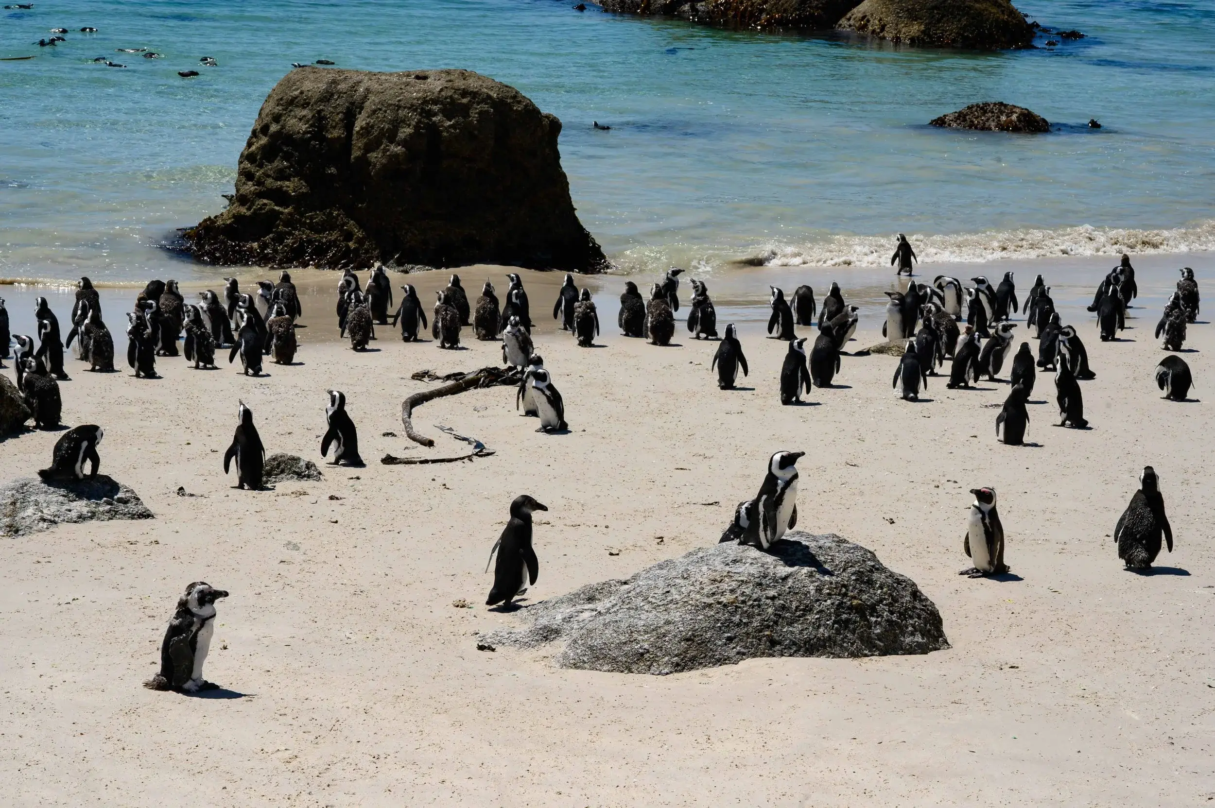 Boulders Beach, Cape Point
